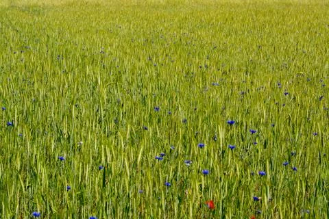 Cornflower field Fotos de archivo