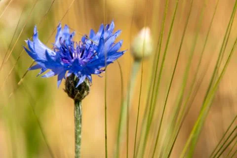 Cornflower in a field Stock Photos