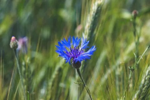 Cornflower on field of rye Stock Photos