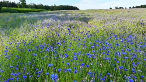 Cornflower field in summer evening 스톡 동영상 322745372
