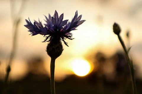 Cornflower flower against the background of the setting sun, close-up Stock Photos