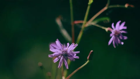 Cornflower flower in the forest close-up. Stock Footage 158056965