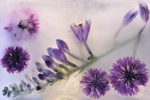 Cornflower flower in ice Stock Photos