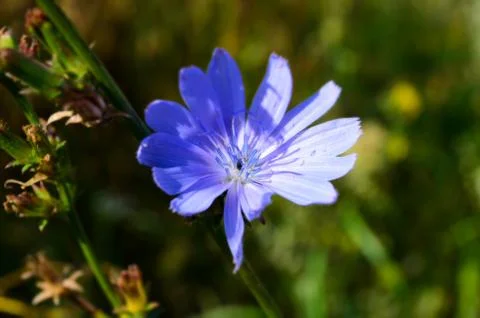 Cornflower flower Stock Photos