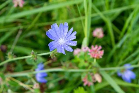 Cornflower flower with rain drops Stock Photos