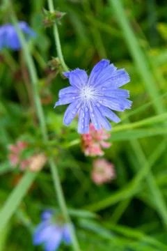 Cornflower flower with rain drops Stock Photos