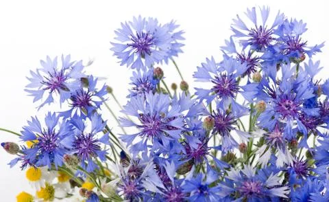 Cornflower flowers Stock Photos