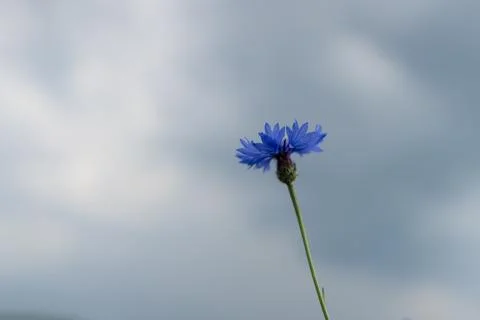 Cornflower flowers Stock Photos