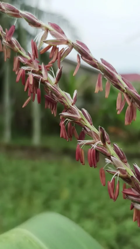 Cornflower Video stock 232733632