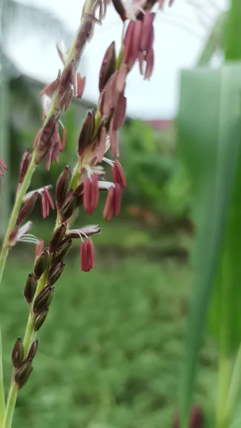 Cornflower Video stock 232733671