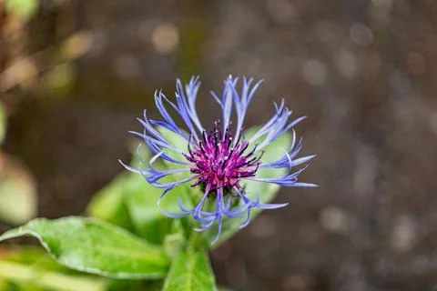 Cornflower found on the roadside Stock Photos