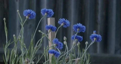 Cornflower in Garden Blowing Gently in Breeze Stock Footage 164908007