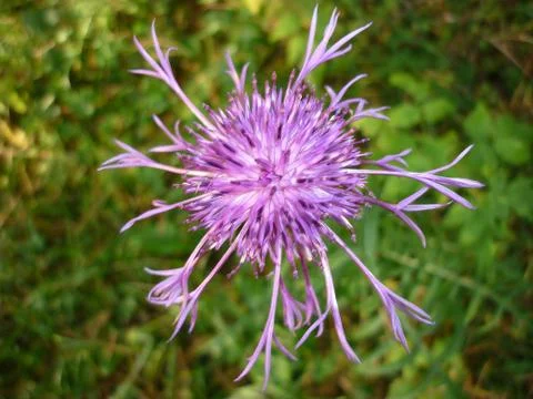 Cornflower in the grass. Stock Photos