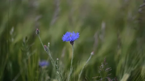 Cornflower in the green field Stock Footage 197744215