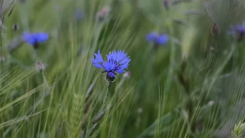 Cornflower in the green field Stockbeeldmateriaal 197744808