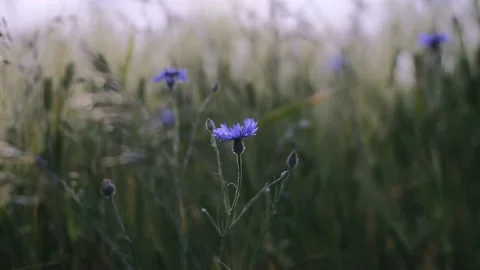 Cornflower in the green field Vídeos de archivo 197746038