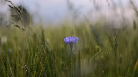 Cornflower in the green field Stockbeeldmateriaal 197746085