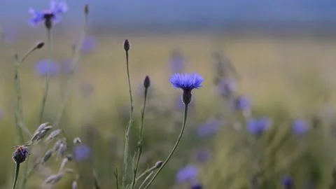 Cornflower in the green field Stockbeeldmateriaal 197747024
