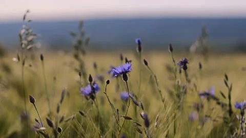 Cornflower in the green field Stock Footage 197747187