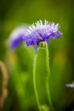 Cornflower on green meadow background Stock Photos