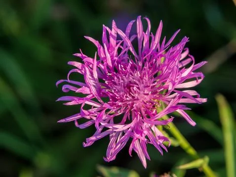 Cornflower grungy Stock Photos
