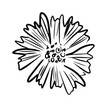 Cornflower hand drawn illustration. Line art. Isolated on white background. Stock Illustration