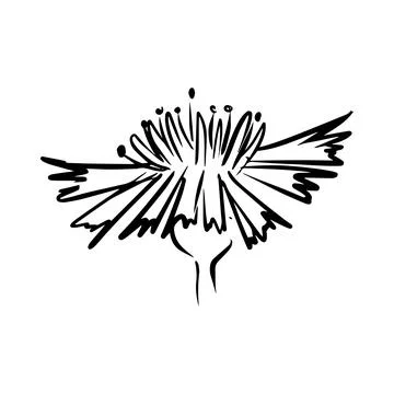 Cornflower hand drawn illustration. Line art. Isolated on white background. Stock Illustration