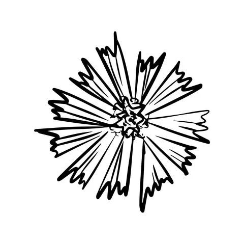 Cornflower hand drawn illustration. Line art. Isolated on white background. Stock Illustration
