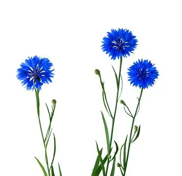 Cornflower Herb or bachelor button flower isolated on white. Stock Photos