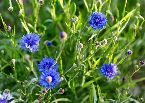 Cornflower Herb or bachelor button flower in garden. Foto stock