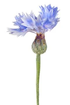 Cornflower isolated Stock Photos