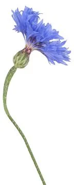Cornflower isolated Stock Photos