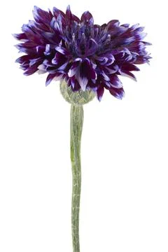 Cornflower isolated Stock Photos