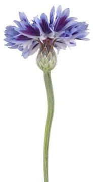 Cornflower isolated Stock Photos