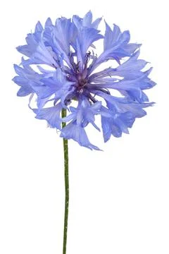 Cornflower isolated Stock Photos