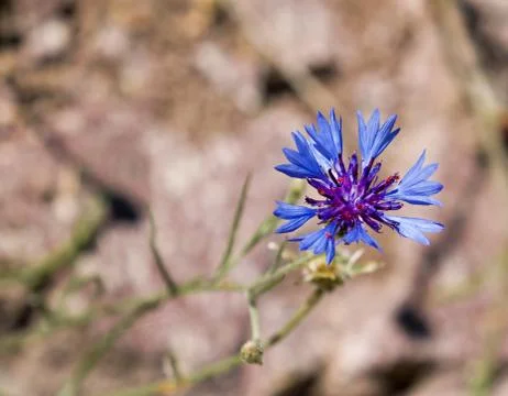Cornflower Landscape Stock Photos