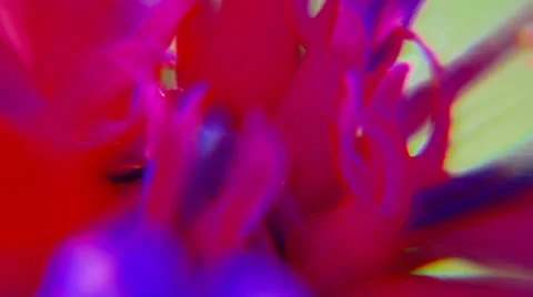 Cornflower macro Stock-Footage 22459606