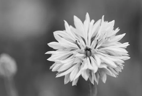 Cornflower macro Stock Photos