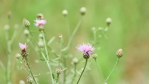 Cornflower meadow (Centaurea jacea) - field weed; species of the genus Cornfl Stock Footage 158123973