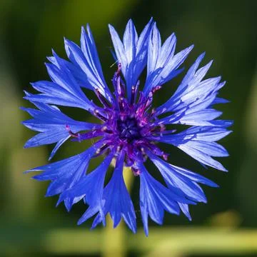 Cornflower or bachelors button Centaurea cyanus Stock Photos