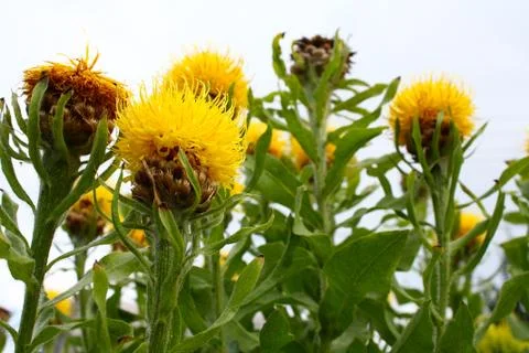 Cornflower Stock Photos