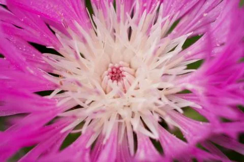 Cornflower Stock Photos