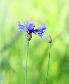 Cornflower Stock Photos