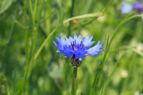 Cornflower Stock Photos