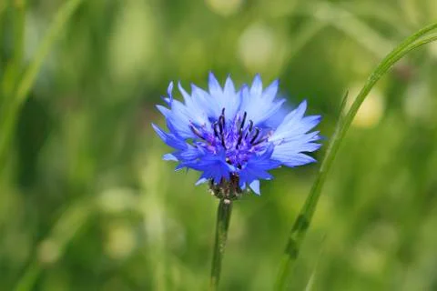 Cornflower Stock Photos
