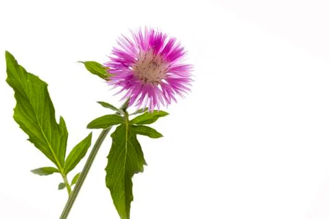 Cornflower Stock Photos