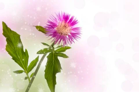 Cornflower Stock Photos