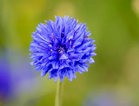 Cornflower Stock Photos