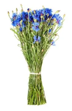 Cornflower Stock Photos