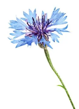 Cornflower Stock Photos